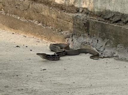 Copperhead Rat Snake