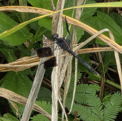 Band-winged Dragonlet