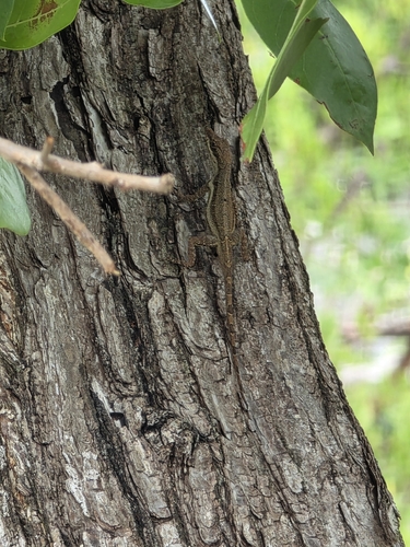 Bluefields Anole