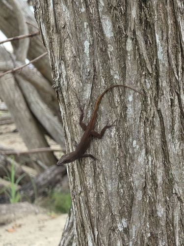 Graham's Anole