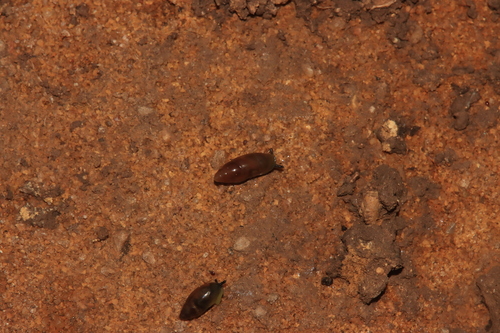 Ferussacia folliculum