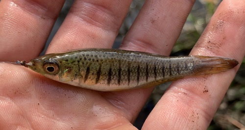 Lined Topminnow