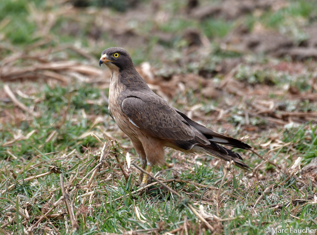 Grasshopper Buzzard photo