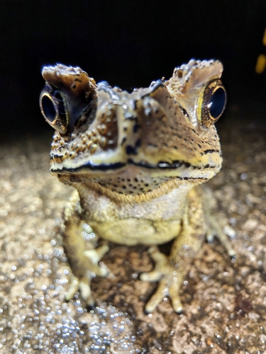 Asian Common Toad