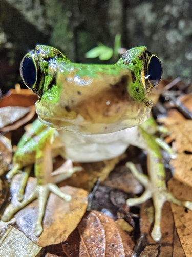 Wuyi Sharp-nosed Frog