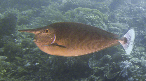 Paletail Unicornfish