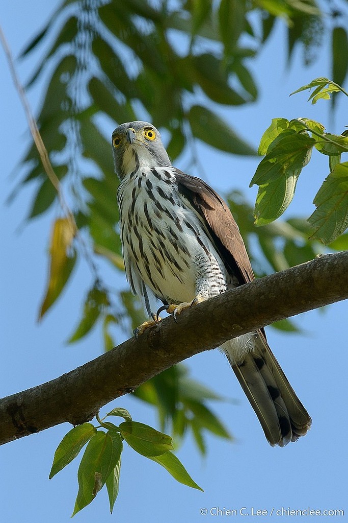 Sulawesi Goshawk photo