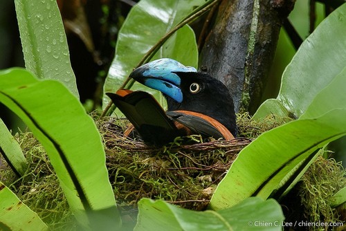 Helmet Vanga