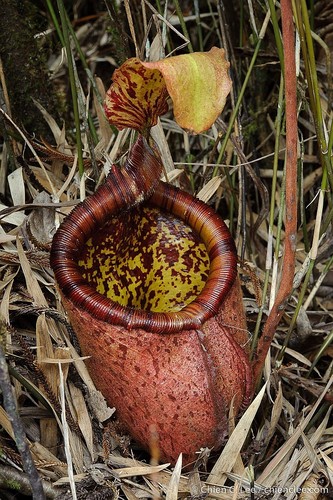 Nepenthes palawanensis