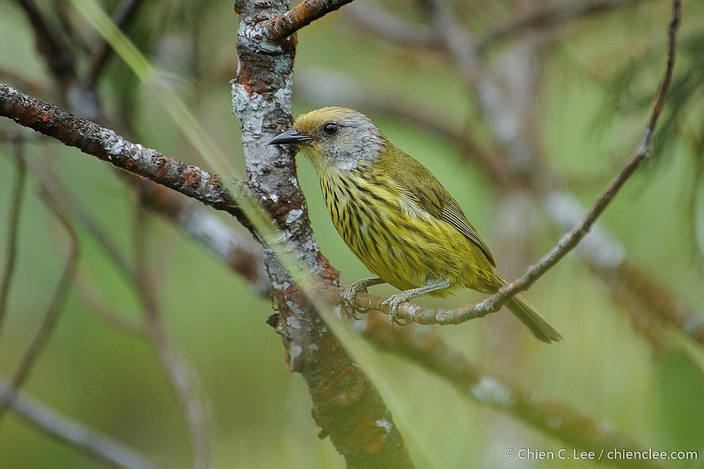 Palawan Striped-Babbler photo