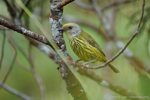 Palawan StripedBabbler (Zosterornis hypogrammicus) · iNaturalist