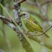 Palawan Striped-Babbler - Photo (c) Chien Lee, all rights reserved, uploaded by Chien Lee