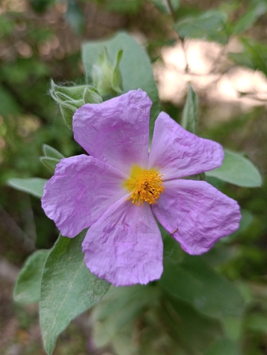 Avistamiento Cistus albidus