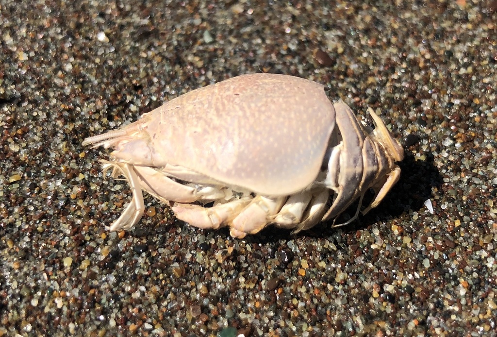 Photos of Pacific Sand Crab (Emerita analoga) · iNaturalist