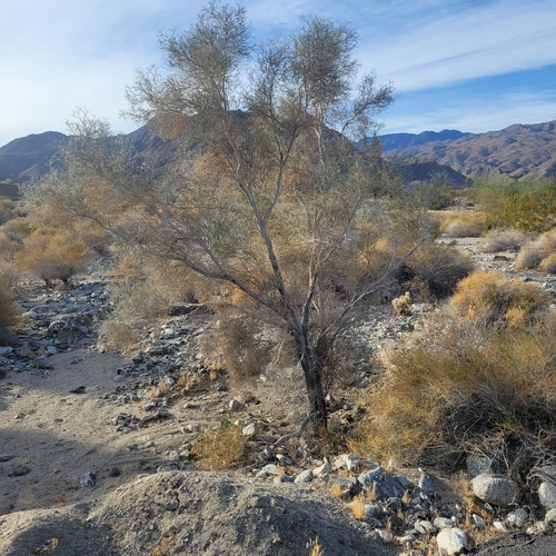 iNaturalist observation photo of Smoketree