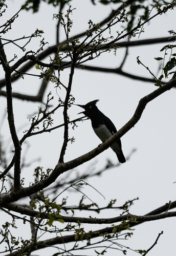 Black-and-white Shrike-flycatcher