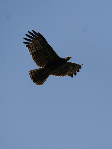 African Harrier-Hawk