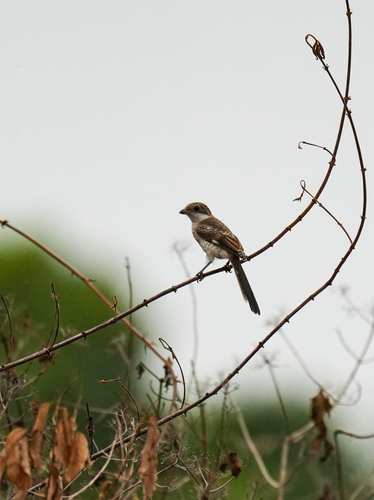Northern Fiscal