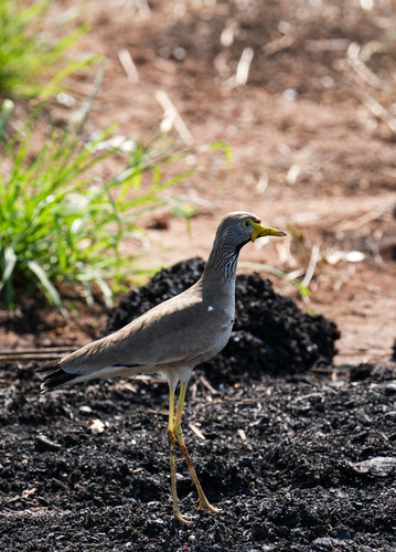 Wattled Lapwing