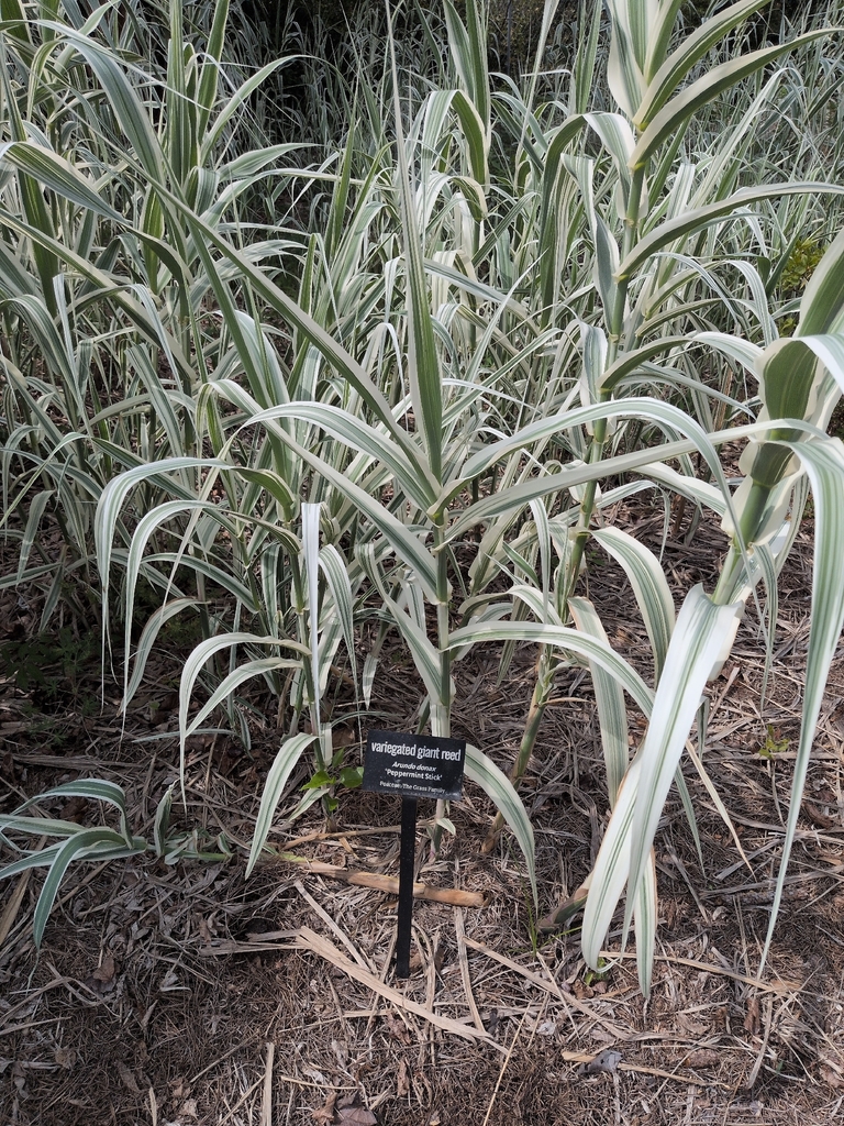 Large Ree Identification giant reed from Ogeechee & Southwest Middle Sch SB, Georgia 31419, USA ...