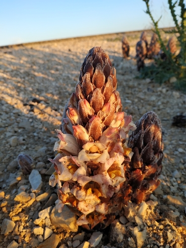 Cistanche fissa