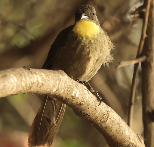 Yellow-gorgeted Greenbul