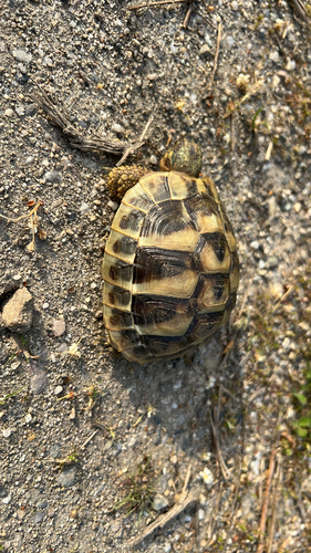 Hermann's Tortoise