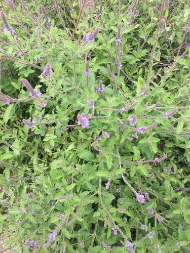 iNaturalist observation photo of vervains