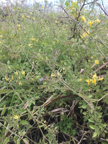 iNaturalist observation photo of tomato