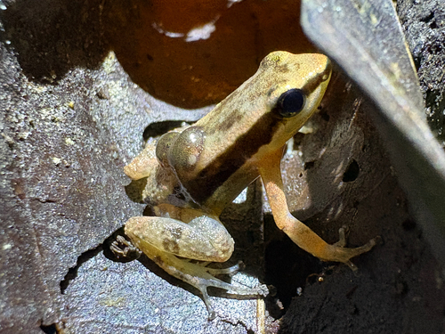 Allobates pittieri