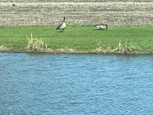Canada Goose