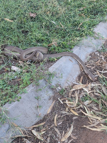 Olive Python