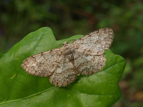 Pale Oak Beauty