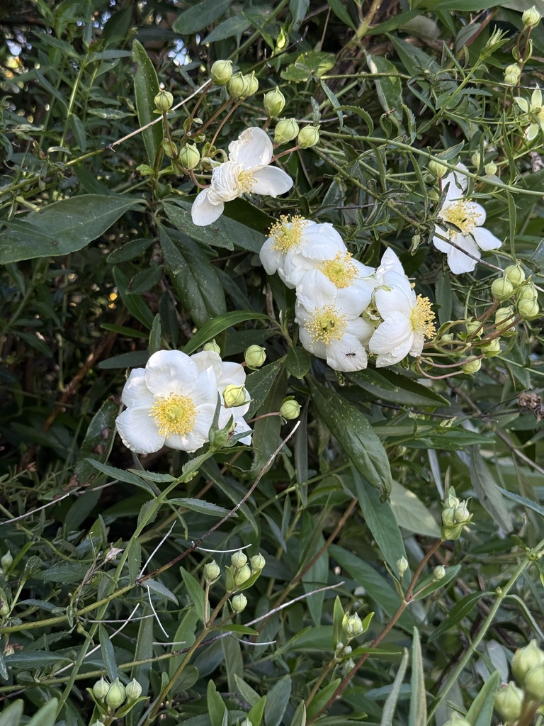 tree-anemone in April 2026 by jclines. Paleoendemic evergreen shrub ...
