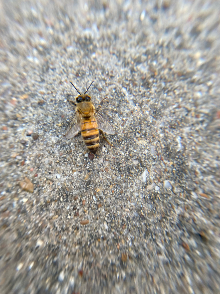 Western Honey Bee from Midway Rd, Farmers Branch, TX, US on April 22 ...