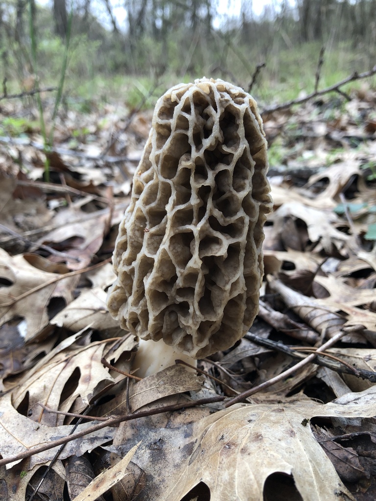 true morels from Cooke County, USTX, US on March 22, 2020 at 0442 PM