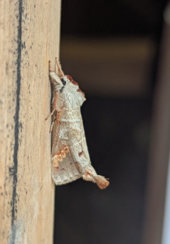 Scarce Chocolate-tip