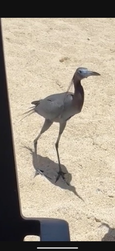Little Blue Heron