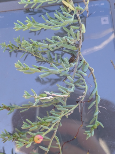 ruby saltbush