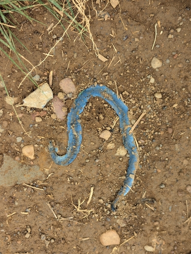 Chinese Green Snake