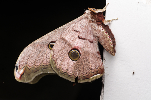 Rinaca thibeta