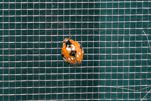 Harmonia eucharis