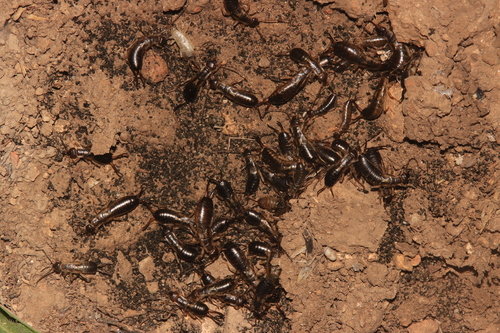 Forficula mediterranea