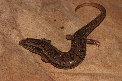 Chalcides ocellatus tiligugu