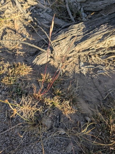 barbwire grass