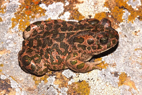 African Green Toad