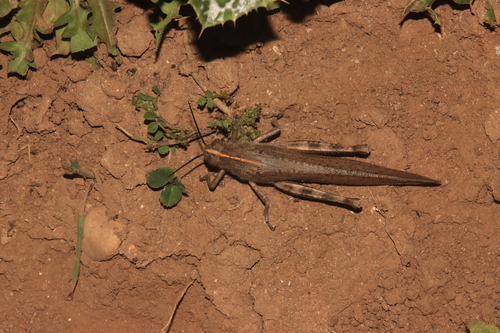 Egyptian Bird Grasshopper