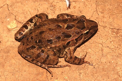 Mediterranean Painted Frog