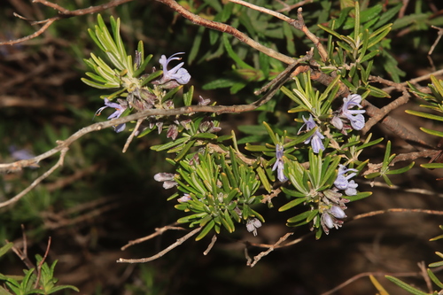 Rosemary