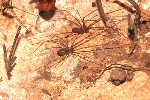 Marbled Cellar Spider
